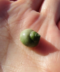 Littorina saxatilis
