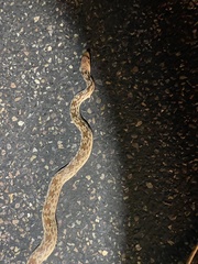 Pituophis catenifer