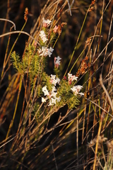 Gnidia pinifolia