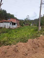 Hedychium coronarium