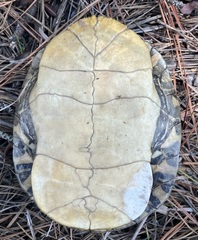 Chrysemys picta picta