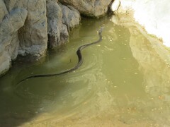 Drymarchon melanurus