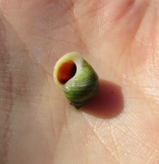 Littorina saxatilis