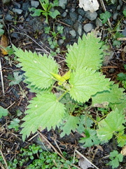 Urtica dioica