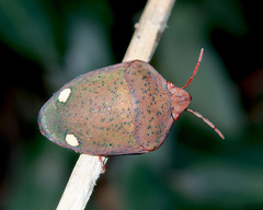 Solenosthedium bilunatum