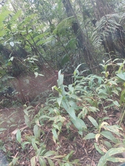 Hedychium coronarium