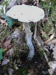 Amanita echinocephala