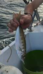 Trachurus