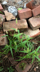 Setaria viridis