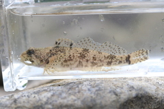 Cottus caeruleomentum