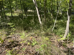 Poa nemoralis