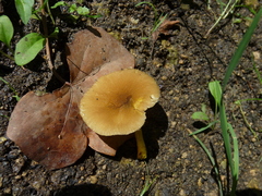 Pluteus romellii