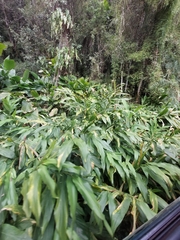 Hedychium coronarium
