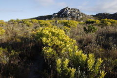 Leucadendron laureolum