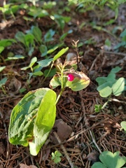 Maianthemum bifolium
