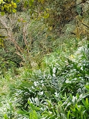 Hedychium coronarium