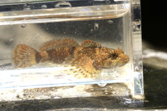 Cottus caeruleomentum