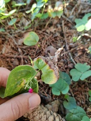 Maianthemum bifolium
