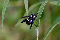 Monobia quadridens