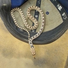 Pituophis catenifer