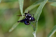 Monobia quadridens