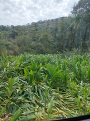 Hedychium coronarium