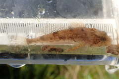 Cottus