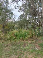 Hedychium coronarium