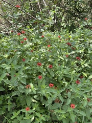 Zinnia peruviana