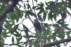 Lipaugus fuscocinereus