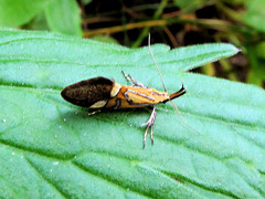 Alabonia staintoniella