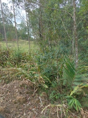 Hedychium coronarium
