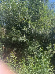 Frangula californica