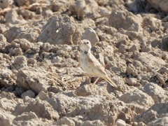 Calandrella brachydactyla