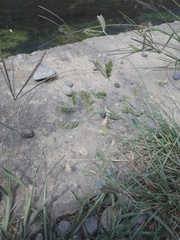 Eleusine tristachya