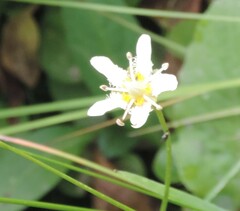 Parnassia fimbriata