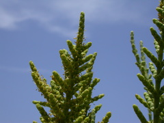 Arthrocaulon macrostachyum