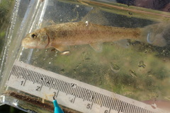Catostomus commersonii
