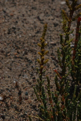 Arthrocaulon macrostachyum