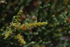 Arthrocaulon macrostachyum