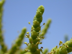 Arthrocaulon macrostachyum