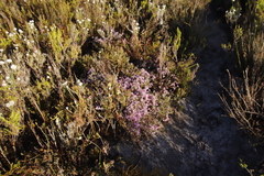 Amphithalea ericifolia