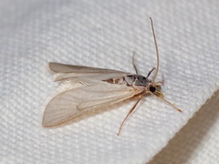 Acentria ephemerella