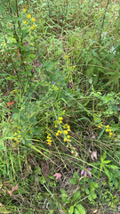 Baptisia tinctoria