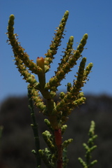 Arthrocaulon macrostachyum