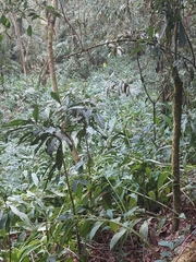 Hedychium coronarium