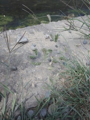 Eleusine tristachya