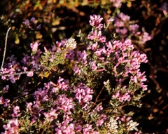 Amphithalea ericifolia