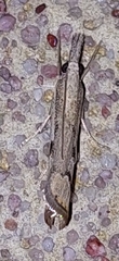 Agriphila geniculea