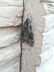Agrius convolvuli